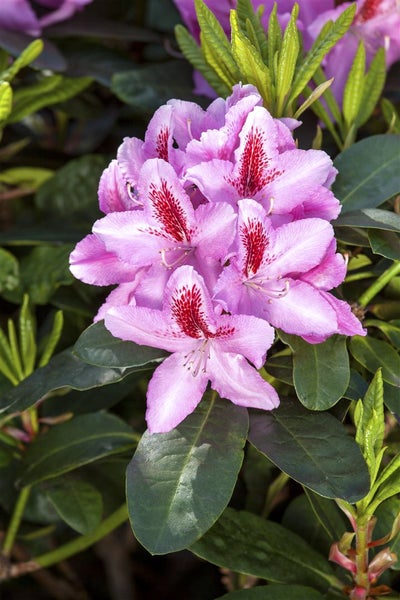 Rhododendron Hybr. 'Furnivall's Daughter', rosa Blüten, 30–40 cm
