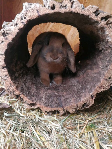 Braunes Schlappohrkaninchen in einer hohlen Naturkorkröhre auf Stroh.