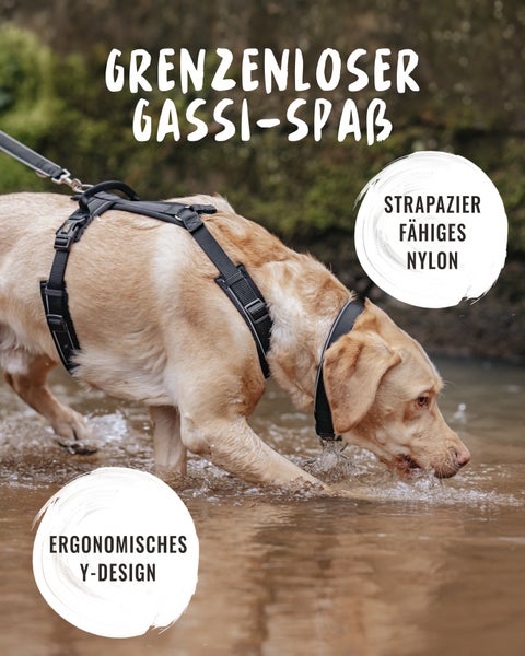 Labrador mit strapazierfähigem Nylon Hundegeschirr im Wasser.