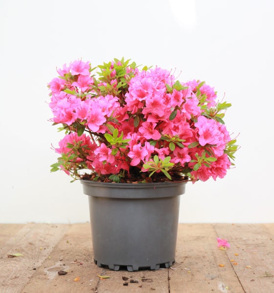 Rhododendron obtusum 'Michiko', Azalee, rosa Blüten, 20–25 cm