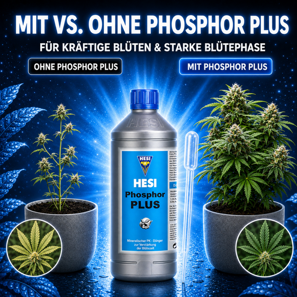 Hesi Phosphor Plus Duenger Vergleich zwischen Pflanzen ohne und mit Anwendung zur Staerkung der Bluetephase und Unterstuetzung kräftiger Blueten.