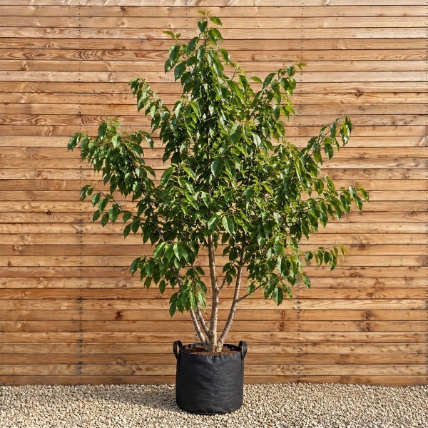 Ein Kirschbaum im schwarzen Pflanzsack aus Stoff vor einer Holzwand auf einem Kiesuntergrund.