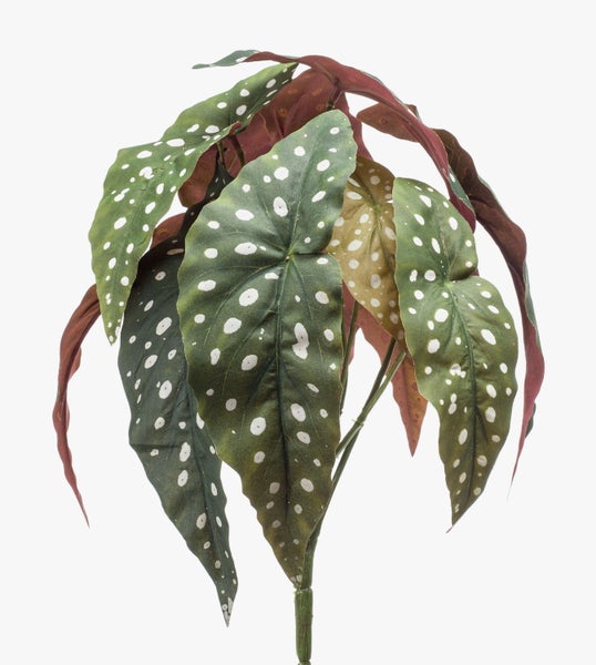 Nahaufnahme der Blätter einer Forellenbegonie Begonia maculata mit weißen Punkten.
