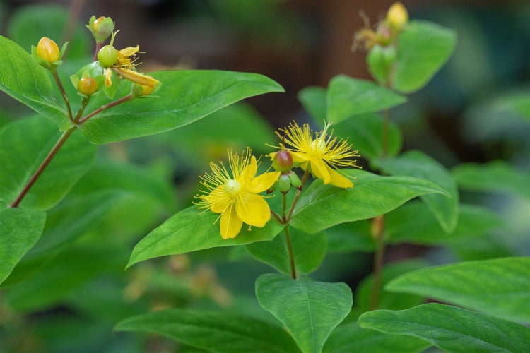 Hypericum perforatum, Johanniskraut, gelb, ca. 9x9 cm Topf