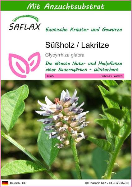 SAFLAX  - Süßholz / Lakritze - Glycyrrhiza glabra - 30 Samen - Mit keimfreiem Anzuchtsubstrat