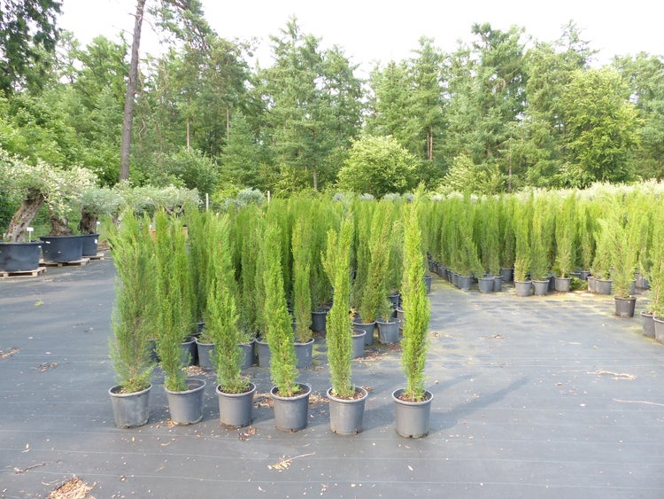 1x Mittelmeerzypresse 180 cm Säulen Toskana Zypressen Zypresse Cupressus Sempervirens