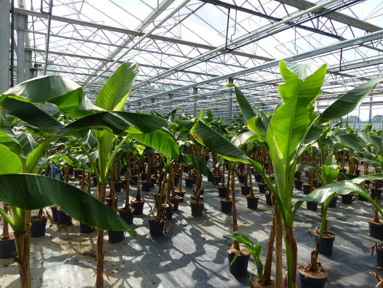 Bananenpflanzen in Töpfen in einem hellen Gewächshaus mit Glasdach und Metallkonstruktion.