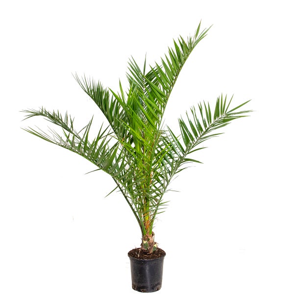 Phoenix Canariensis - Kanarische Dattelpalme - Palme - Winterhart – ⌀19 cm - ↕80-100 cm