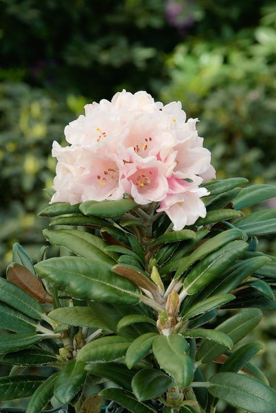 Rhododendron yakushimanum 'Edelweiß', weiß, 20–25 cm