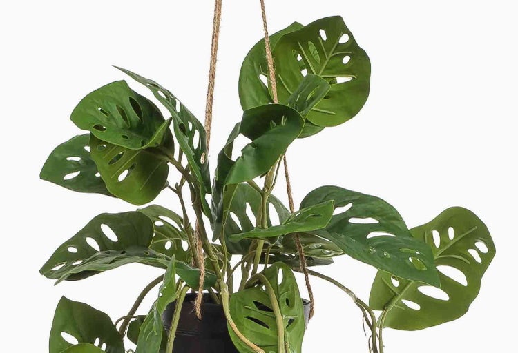 Hängende Zimmerpflanze Monstera adansonii Monkey Mask in schwarzem Topf mit Juteschnüren.