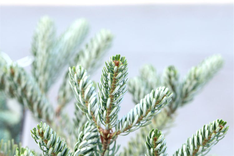 Abies koreana 'Silver Star', Koreatanne, silberne Nadeln, 20–25 cm