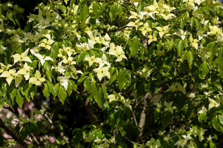Cornus kousa chinensis 'Schmetterling', Blumen-Hartriegel, 40–60 cm