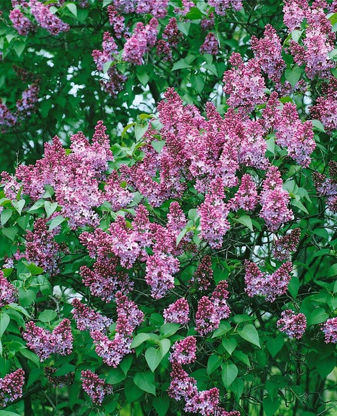 Syringa vulgaris 'Michel Buchner', Flieder, lila, 40–60 cm