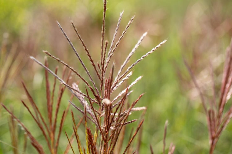 Detailaufnahme von Ziergras im Garten.