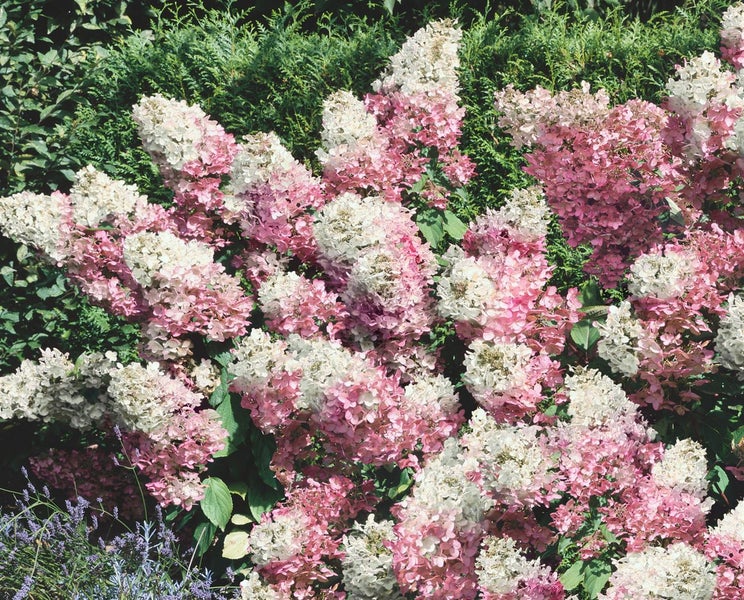 Hydrangea paniculata 'Vanille-Fraise', Rispenhortensie, zweifarbig, 40–60 cm