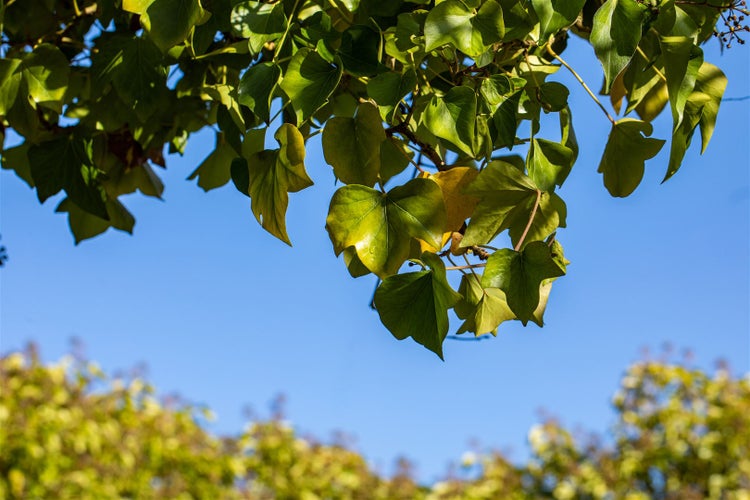 Hedera helix 'Arborescens', Efeu, immergrün, 20–30 cm