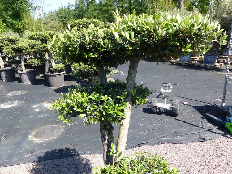 Olivenbaum 5 Pon Pon Bonsai Formgehölz Gartenbonsai Olea europaea Olive winterhart