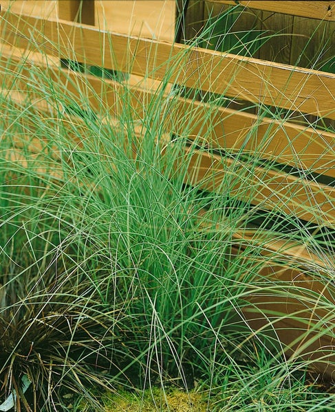 Garten mit Ziergras vor Holzzaun