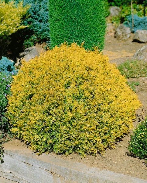 Goldene Thuja im Garten