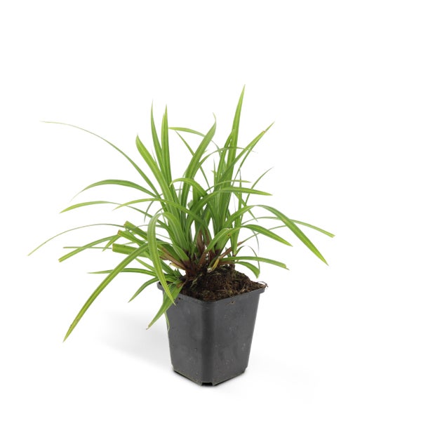 Ziergras - Japanische Teppich-Segge - Carex morrowii 'Irish Green' - 9cm Topf - Set mit 6 Pflanzen