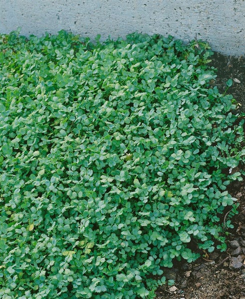 Acaena buchananii, Silberstachelnüsschen, ca. 9x9 cm Topf