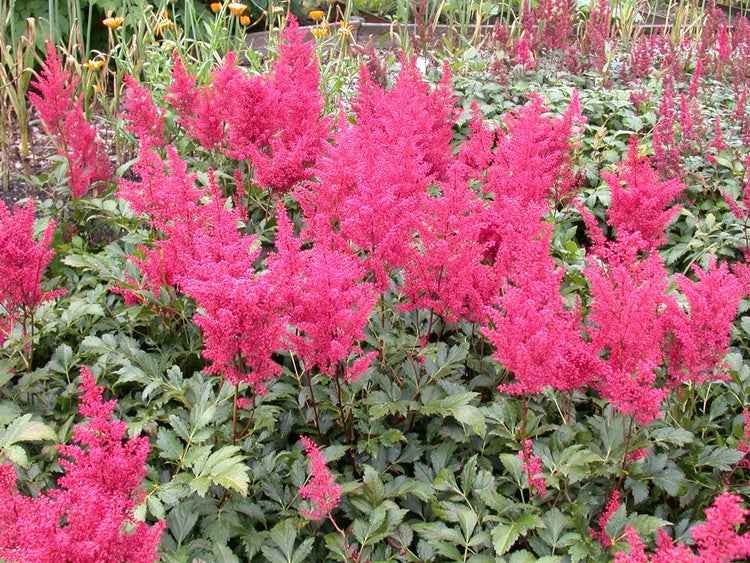 Astilbe japonica 'Montgomery', Prachtspiere, rot, ca. 9x9 cm Topf