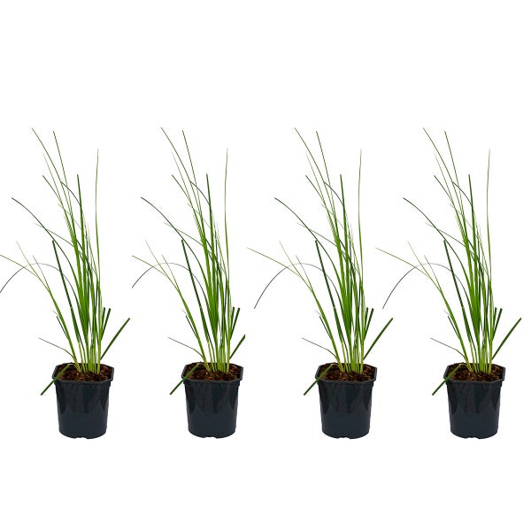 Bloomique | XL Cortaderia 'Mini Pampa' - Zwergpampas Gras Pro 4 Stück - Freilandpflanze im Aufgelegentopf ⌀17 cm - Höhe ↕25 cm