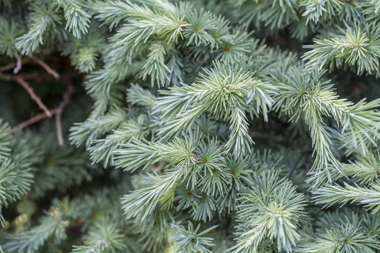 Larix kaempferi, Japanische Lärche, 40–60 cm