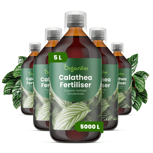 Fünf Flaschen Organifer Calathea Dünger, organisches Flüssigdünger-Konzentrat, 5 Liter für bis zu 5000 Liter Gießwasser.
