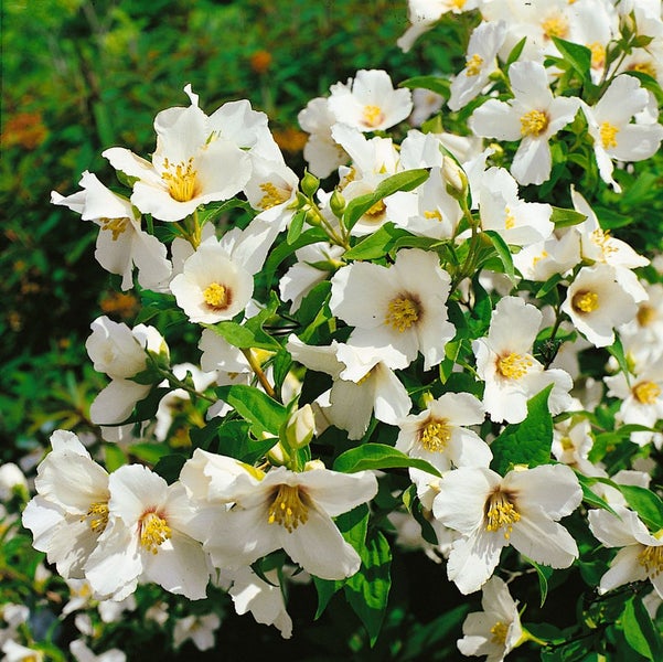 Philadelphus 'Belle Etoile', Duftjasmin, weiß, 80–100 cm