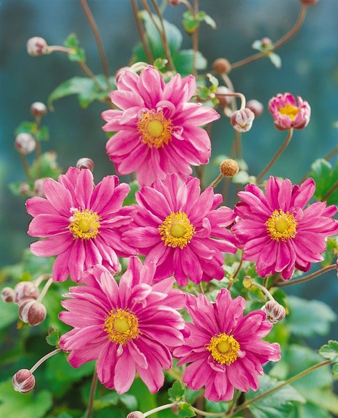 Anemone japonica 'Pamina', Herbst-Anemone, rosa, ca. 9x9 cm Topf
