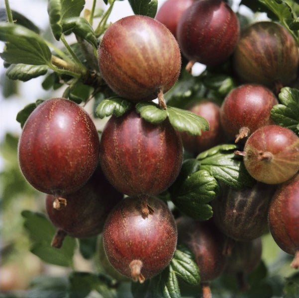 Ribes uva-crispa 'Captivator', Stachelbeere, 30–40 cm