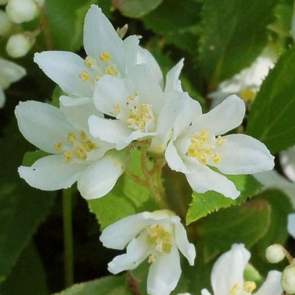 Blüten der Deutzie im Detail
