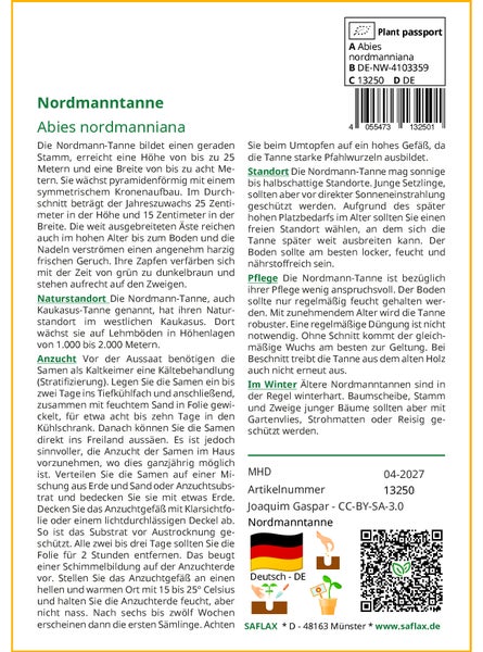 SAFLAX Garden to go - Nordmanntanne - Abies nordmanniana - 20 Samen - Mit Topf, Klima - Deckel und Anzuchtsubstrat