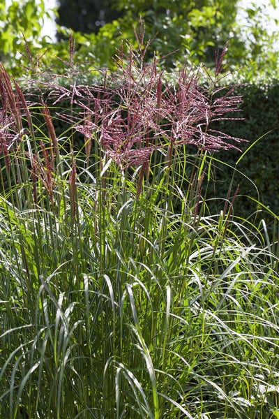 Miscanthus sinensis 'Nippon', Chinaschilf, 3-5 Liter Container