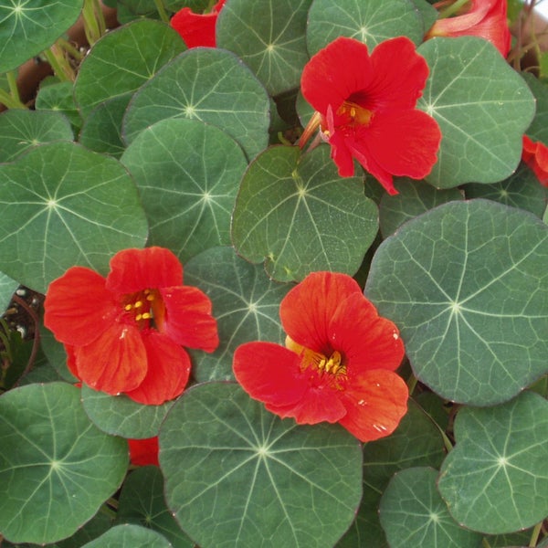 Kapuzinerkresse in BIO-Qualität - Tropaeolum majus - Kräuterpflanze im 12cm Topf
