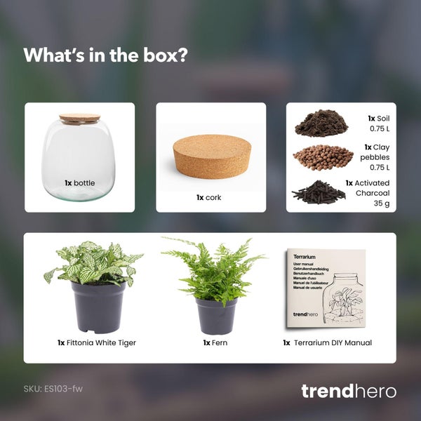 Terrarium-Set mit Glas, Korken, Erde, Blähton, Aktivkohle, Fittonia White Tiger, Farn und DIY-Anleitung