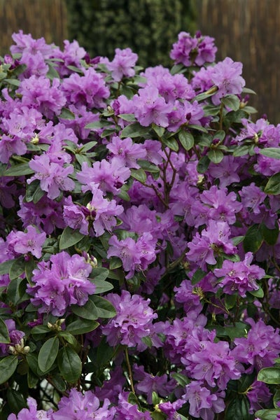 Rhododendron 'Praecox', frühblühend, lila, 20–25 cm