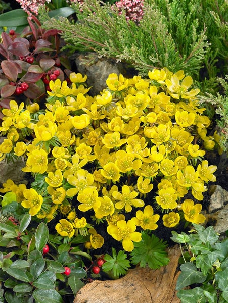 Eranthis cilicica, Winterling, gelb, ca. 9x9 cm Topf
