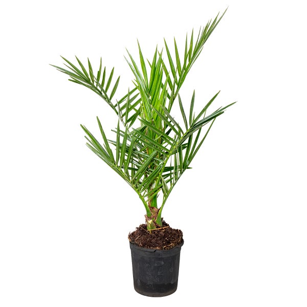 Phoenix Canariensis - Kanarische Dattelpalme - Palme - Winterhart - ⌀15 cm - ↕50-70 cm