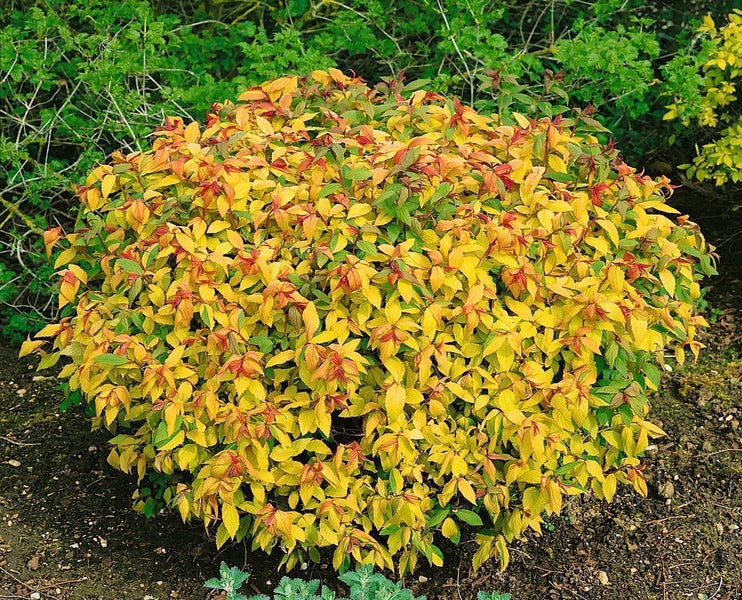 Goldene Spiere mit gelben Blättern im Gartenbeet.