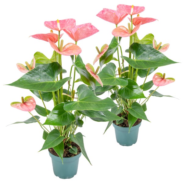 2x Anthurium 'Aristo' Pink - Flamingopflanze - Pflegefreundlich - ⌀12 cm - ↕30-40 cm