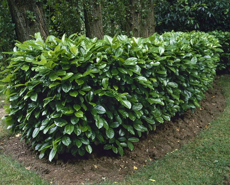 Prunus laurocerasus 'Rotundifolia', Kirschlorbeer, 175–200 cm