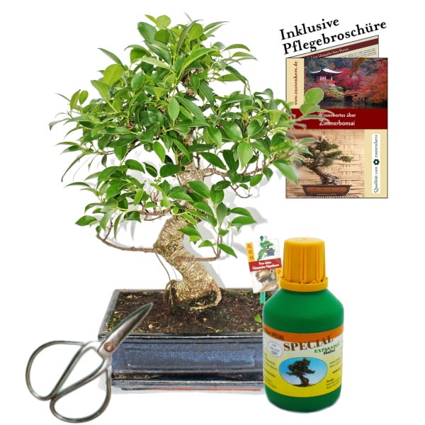 Bonsai Chin. Feigenbaum Ficus retusa ca. 10 Jahre 25cm Schale Geschenk-Set mit Schere und Dünger