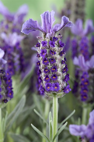 Nahaufnahme einer Schopflavendel-Blüte