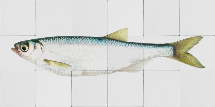 ESTAhome Wandtattoo Fisch Gelb und Blau - 97 x 48,5 cm - 159028