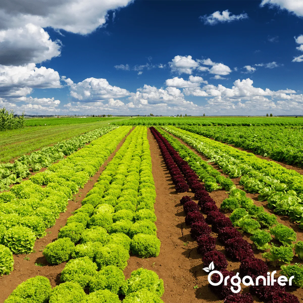 Feld mit verschiedenen Salatsorten unter blauem Himmel