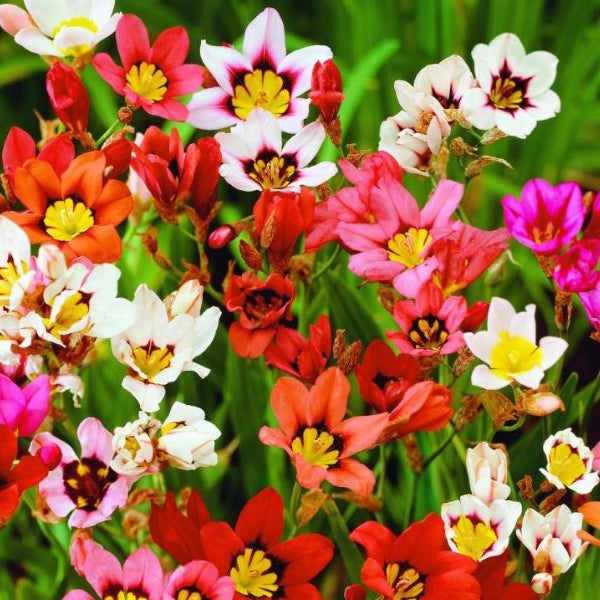 Nahaufnahme von Tigridia-Blumen
