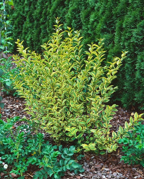 Ligustrum ovalifolium 'Aureum', Goldliguster, gelb-grün, 40–60 cm