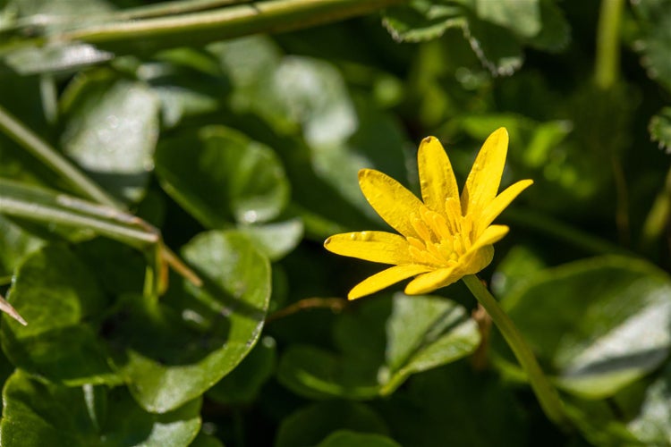 Gelbe Hahnenfußgewächse Blume im Garten